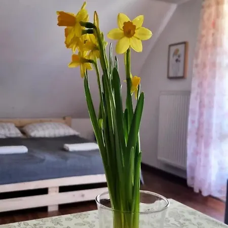 Hytte Dach Pod Sowa *