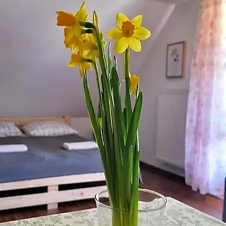 Dach Pod Sowa * Ludwikowice Kłodzkie